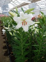 [4252 Asterian Mak2L No01.JPG]